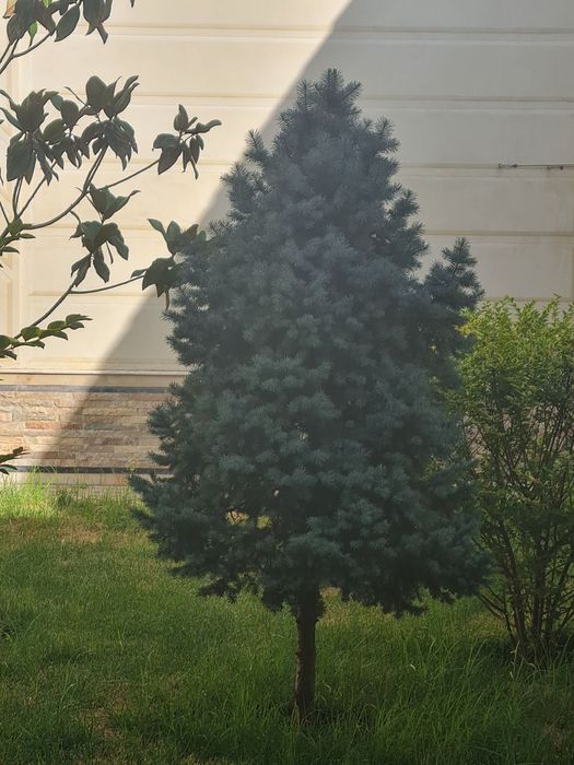 Итальянская штампованная ель.