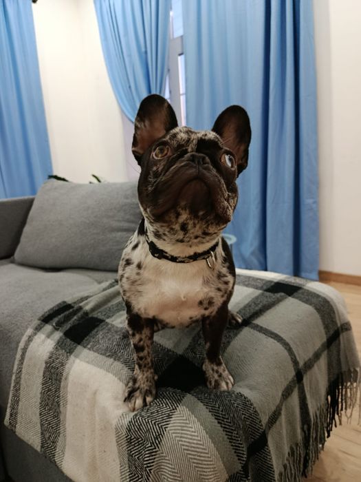 Продам щенка французский бульдог