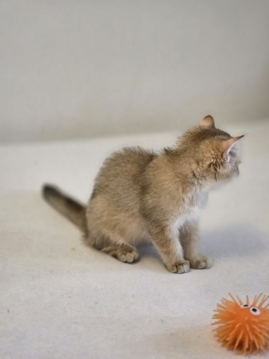 British shorthair băiețel