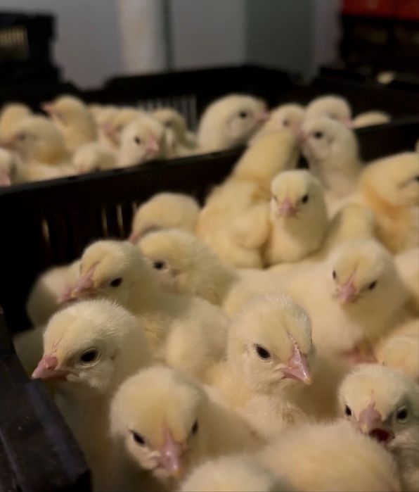Суточные цвплята бройлера