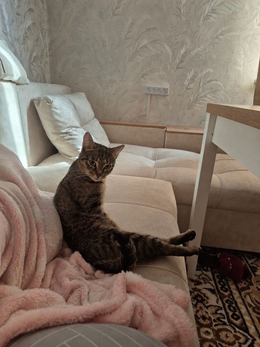 Кошка в добрые руки