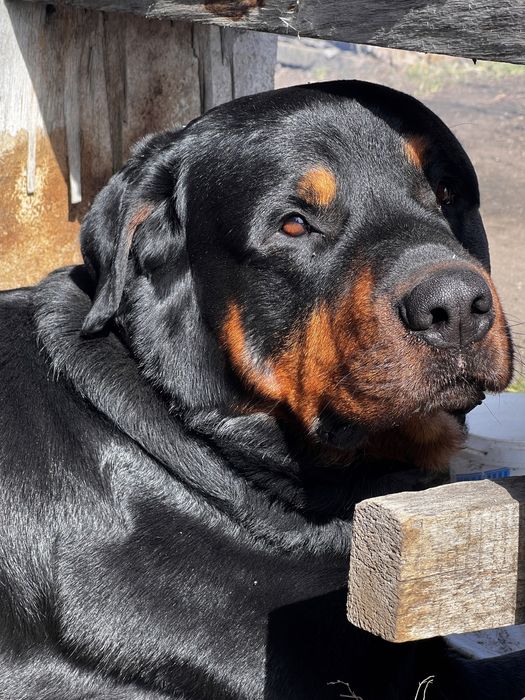 Ротвейлер на вязку
