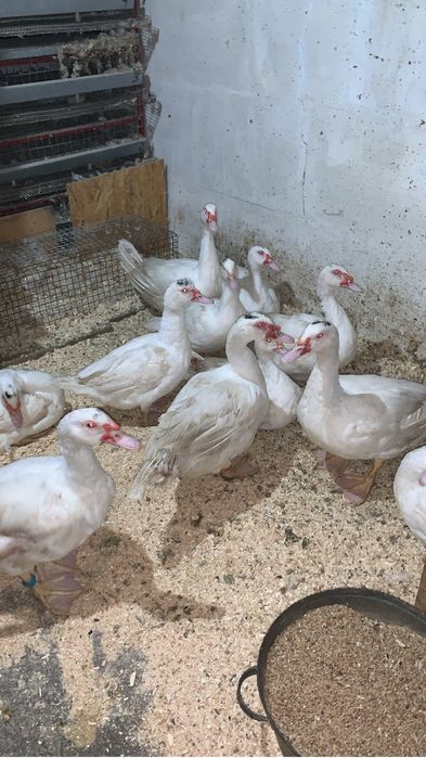 Продам индоуток белого окраса