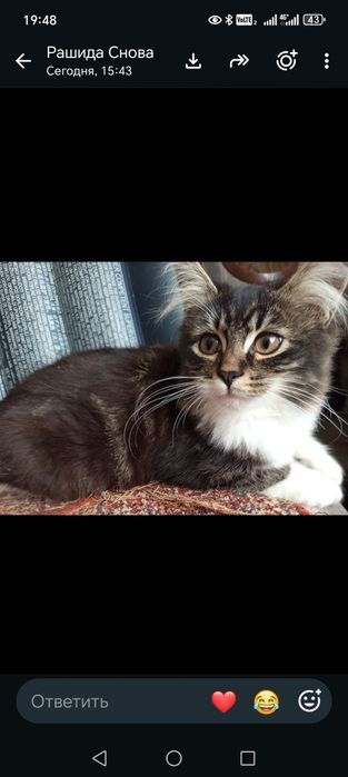 Котята 4,5 месяцев в добрые заботливые руки
