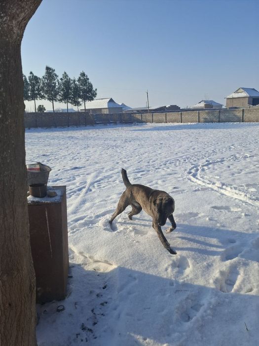 Алабай зоти тоза ит