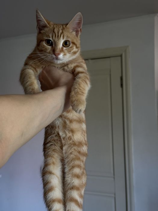 Котенок мальчик