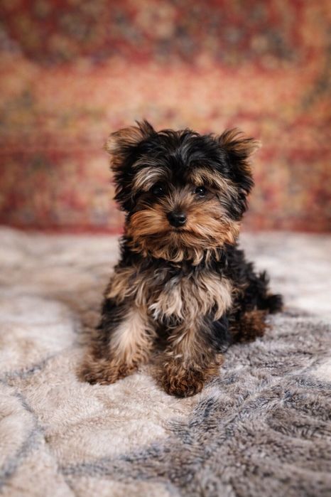 Мини-йорк, который растопит ваше сердце