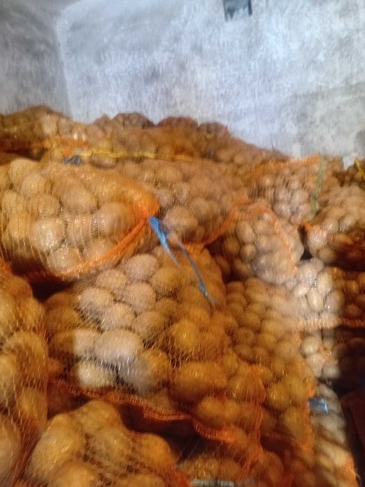 Cartof consum si samanta