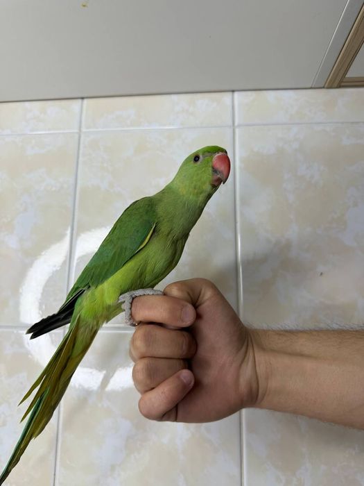 Ручные ожереловые попугаи