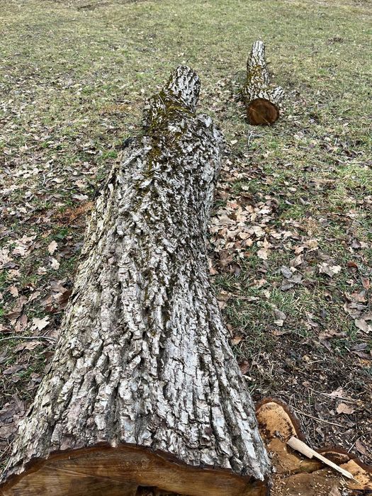 Vând lemn de nuc( buștean) tăiat în toamnă