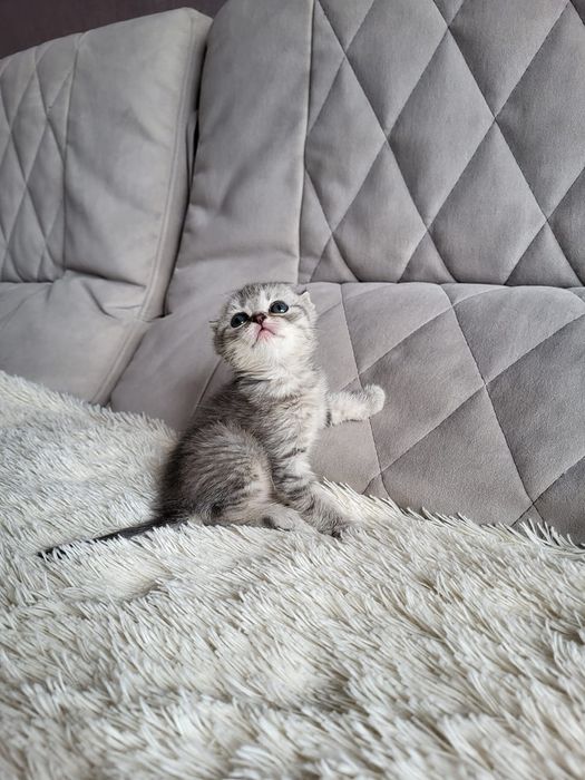 Малыши скоттиш фолд вискас
