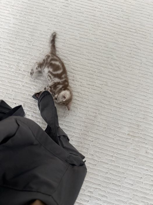 Котенок Скоттиш страйт