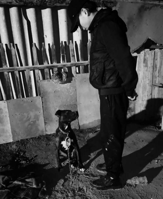 Осы питбуль сатылады срочна