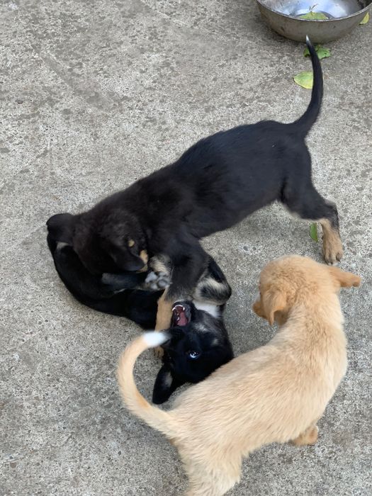 Donez pui de câine de talie mare