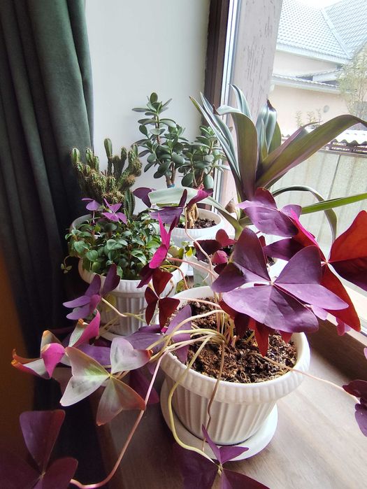 Есть разные цветы от 2000