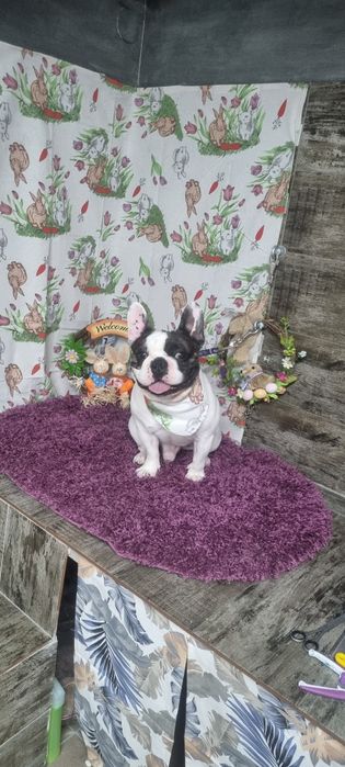 Frizerie canina Brasov Toby&Luna