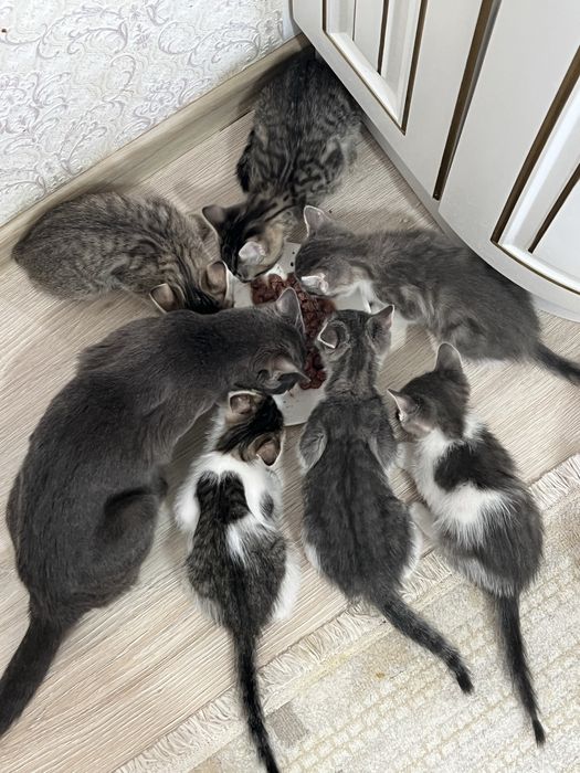 Отдам Котиков в добрые руки