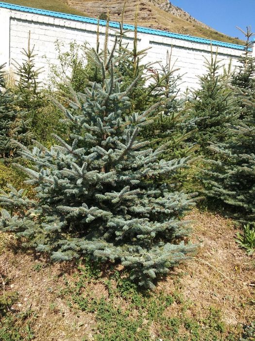 Ёлки России ( ел ) арча