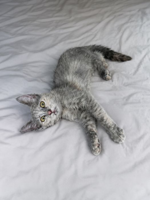 Ищет дом маленький котёнок