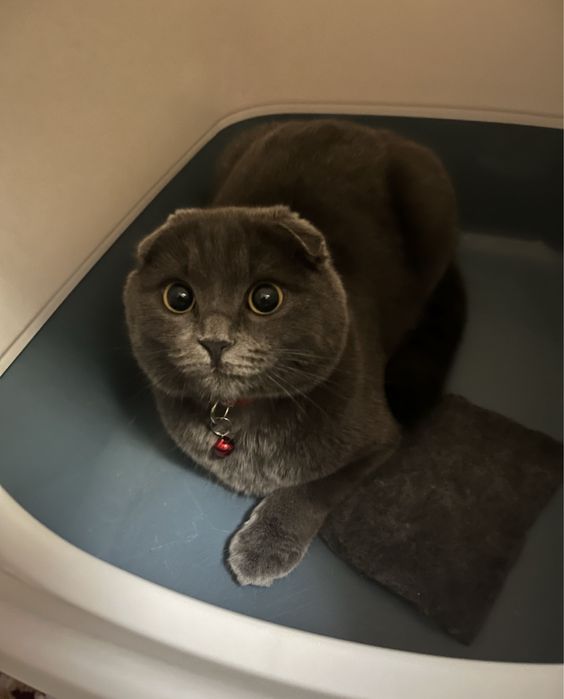 Шотланский вислоухий кошка