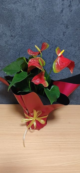 Комнатные растения от 2500