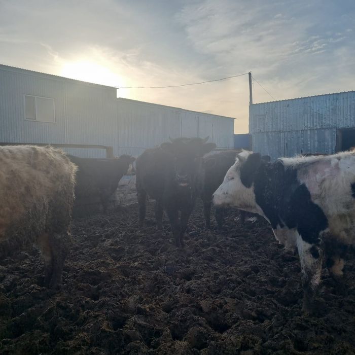 В продаже телки.