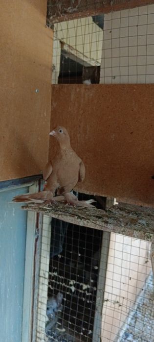 В продаже Голуби