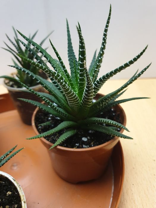 Хавортия. Домашнее растение.