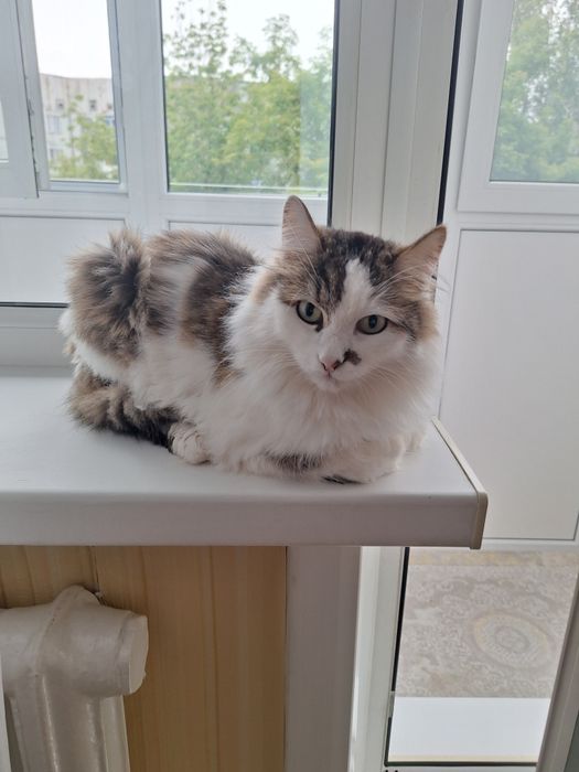 Кота-крысолова отдадим даром в добрые руки
Отдаём кота в хорошие и заб