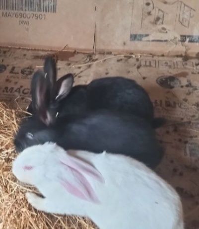 Куёнлар сотилади