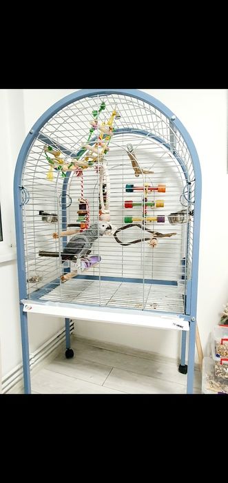 Papagal Jako(African gray) mascul 4 luni test ADN  foarte bland