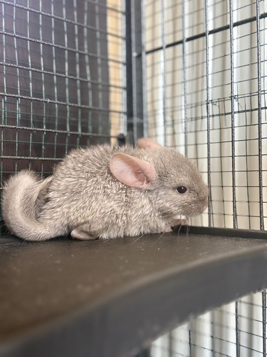 Pui chinchilla bej-gri