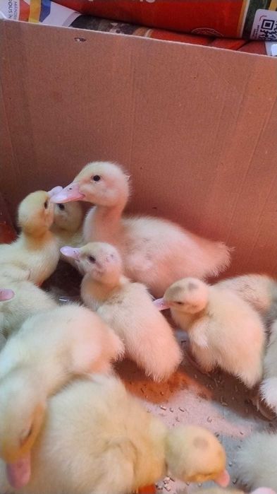 Pui de o zi, rate Moulard de o zi, bibilica, gasca