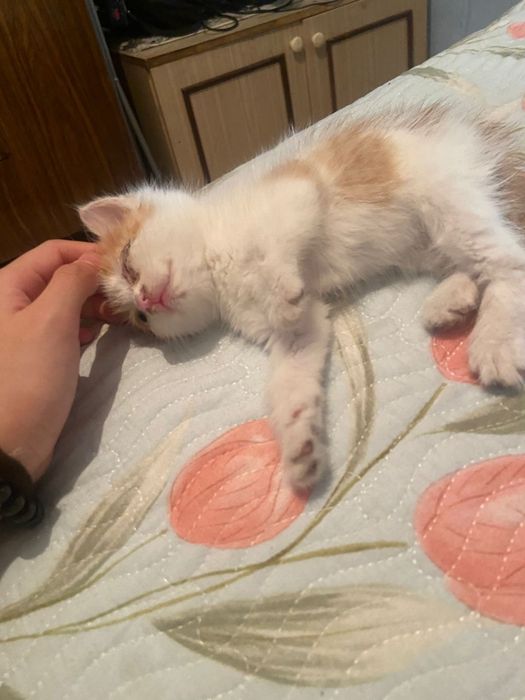 Отдам котенка в хорошие руки