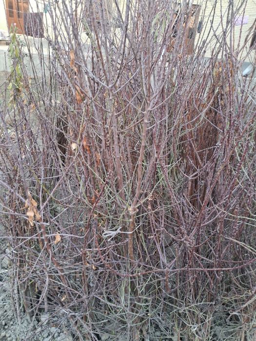 Har xil turdagi ko‘chatlar sotiladi