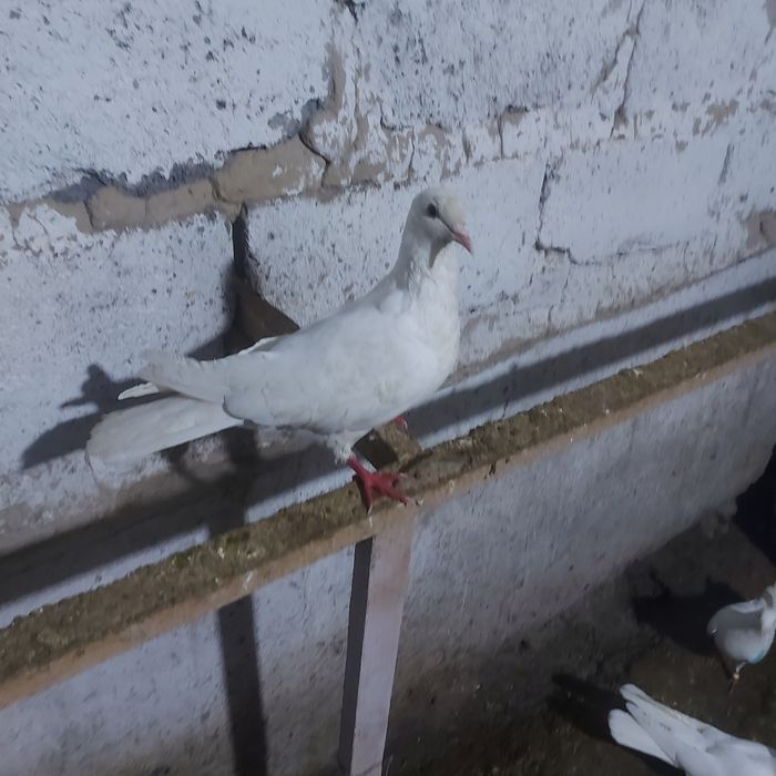 Бели Иран самка гатовый  игрой