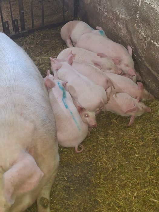 Продам поросят возраст 1 месяц