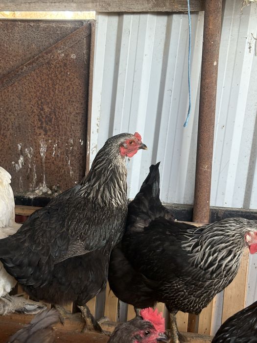 Vand Gaini si cocosi