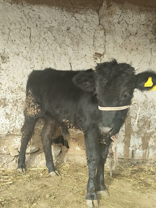 Бұқа    сатылады