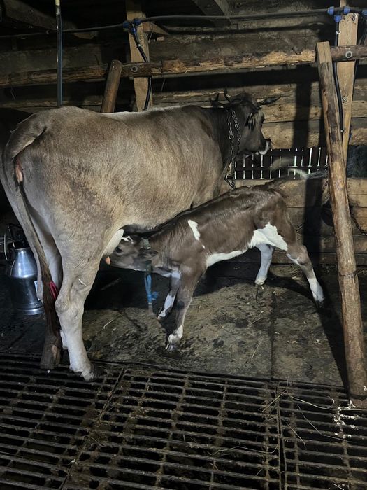 Bruna de Maramures cu vitel