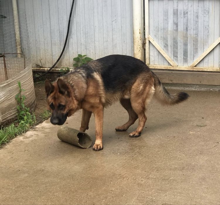 Шикарные щенки немца