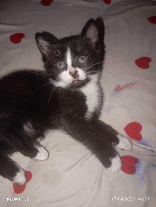 Отдам милашных котят