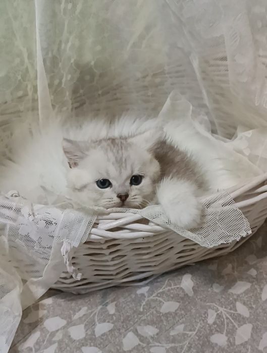 Котята британские шиншиллы