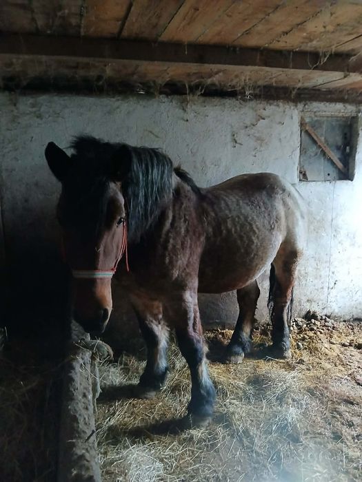 Manz de doi ani jumate muced