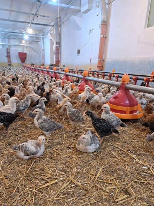 pui de gaina albi de carne si rasa mixta