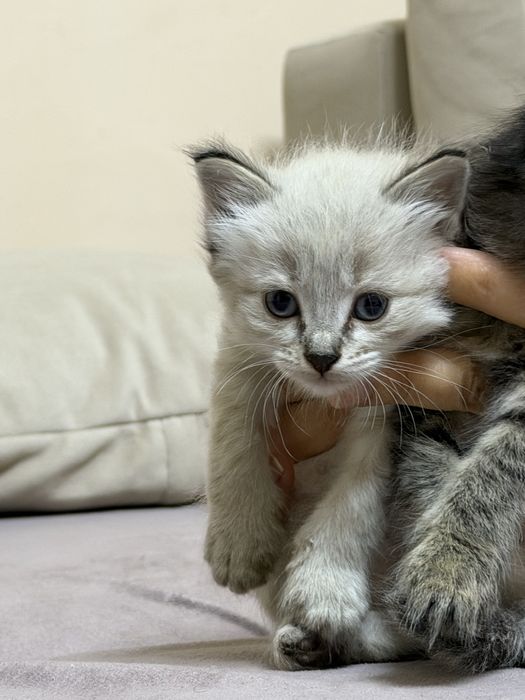 Отдадим котят в надежные руки