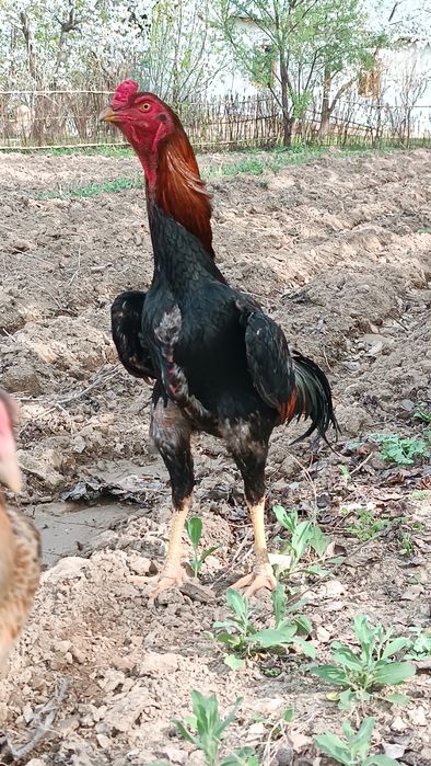 Dakan xoroz sotiladi