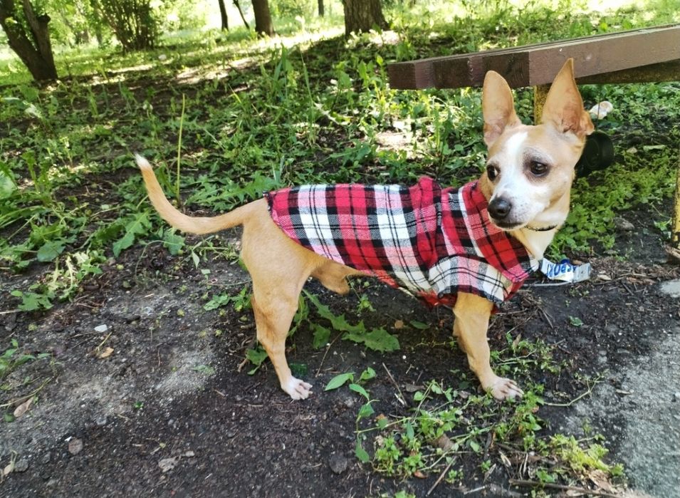 Грижа за домашни любимци