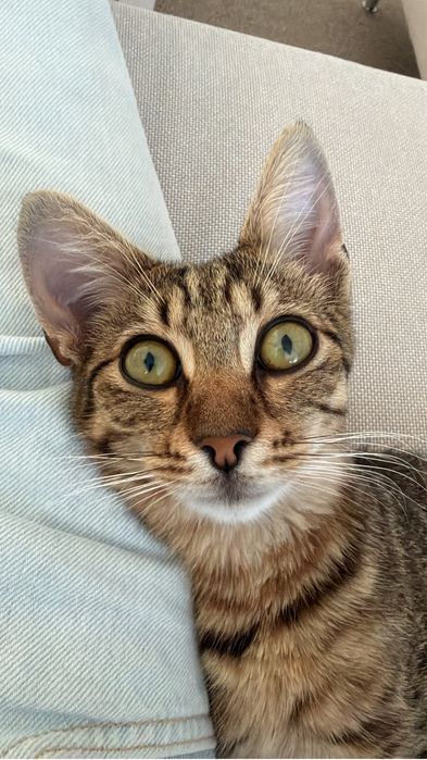 Motan 5 luni de adoptat