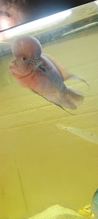 Продавам 1000л.аквариу,999ев.